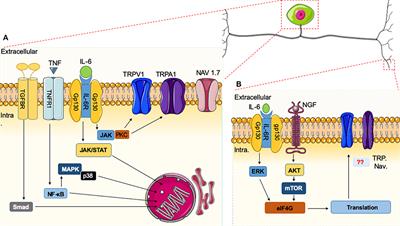 Neuraxial Cytokines in Pain States